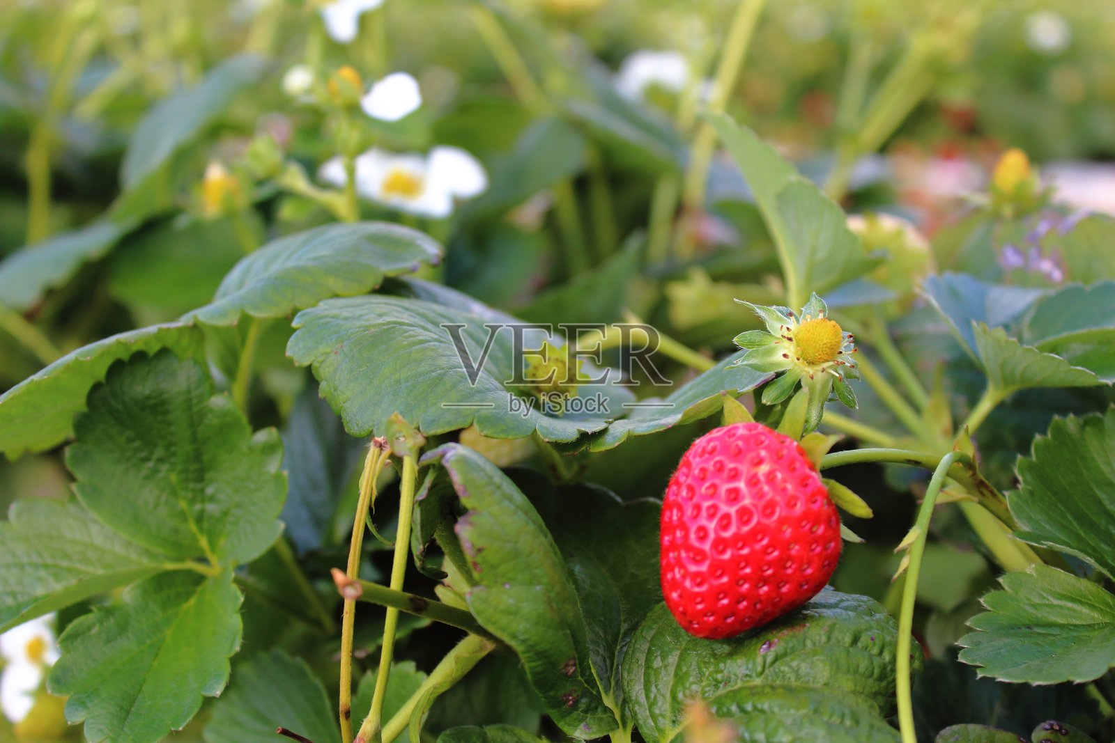 草莓照片摄影图片