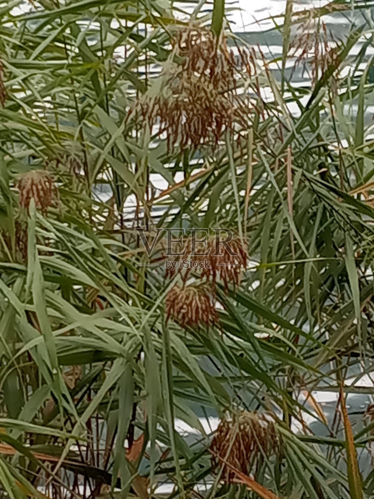 会见秋天照片摄影图片