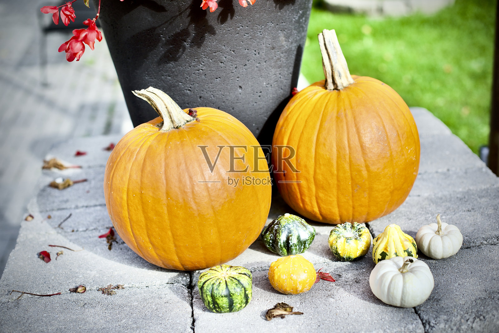 南瓜照片摄影图片