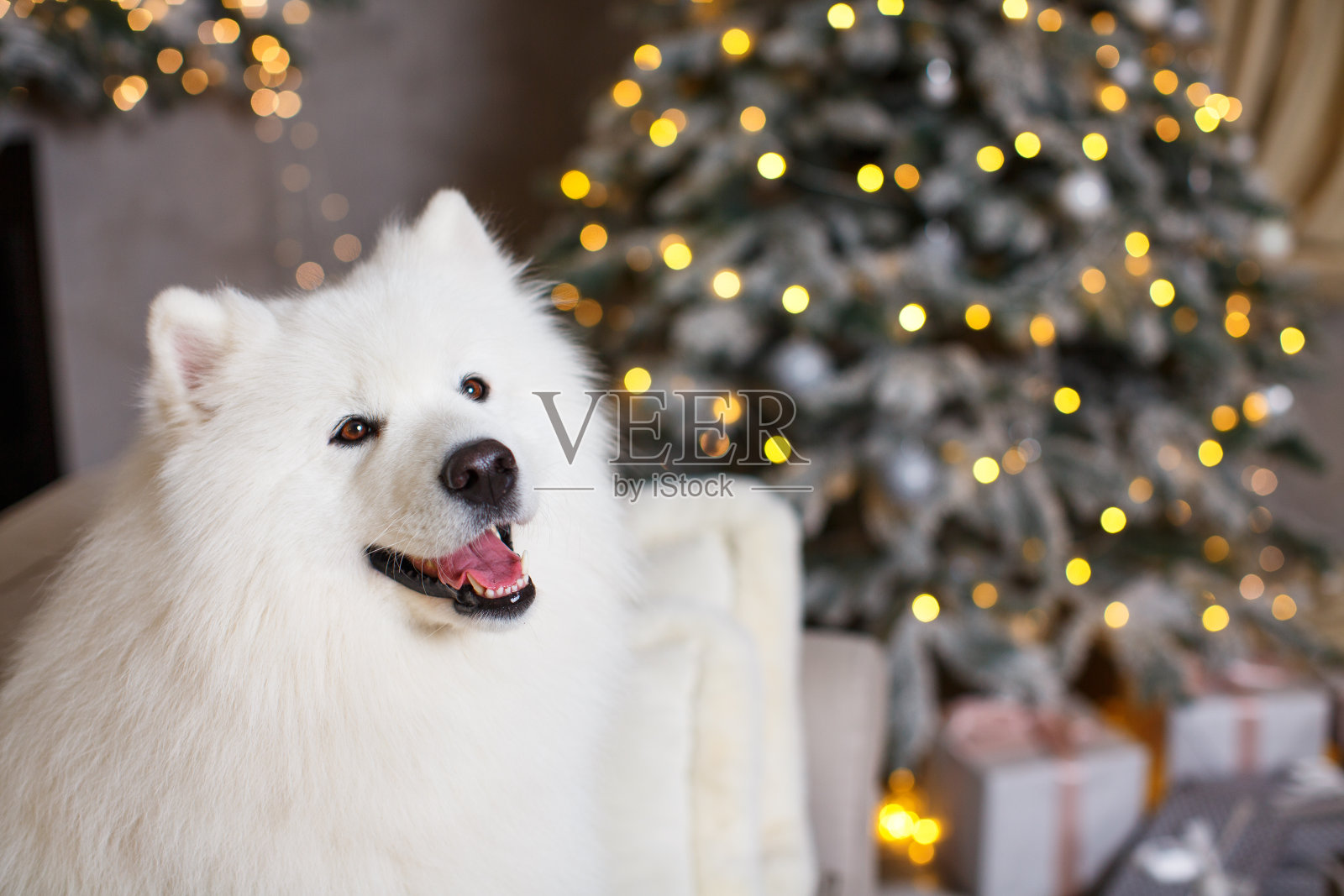 白色毛茸茸的美丽的萨摩耶坐在沙发上，背景是圣诞树上五颜六色的灯照片摄影图片