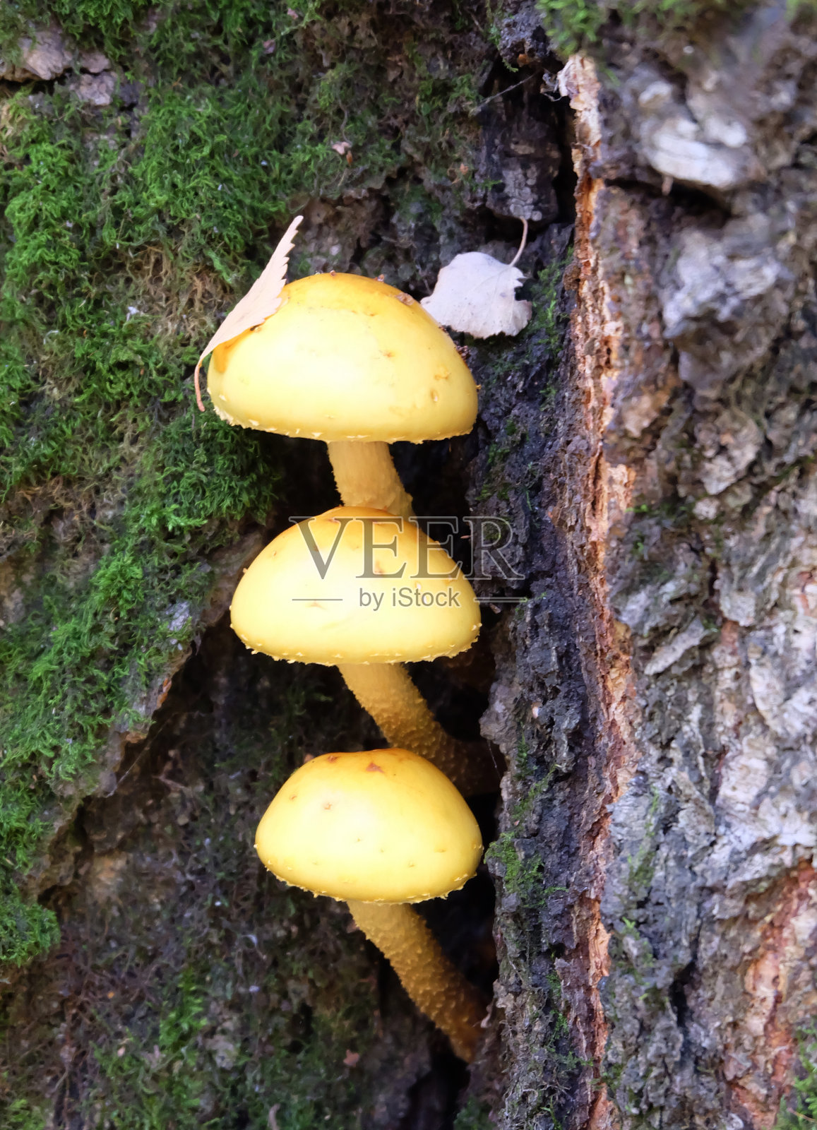 树干上的皇家蘑菇照片摄影图片