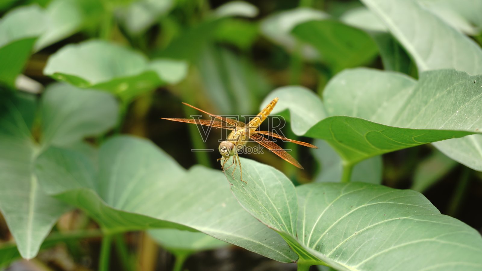 capung或蜻蜓照片摄影图片