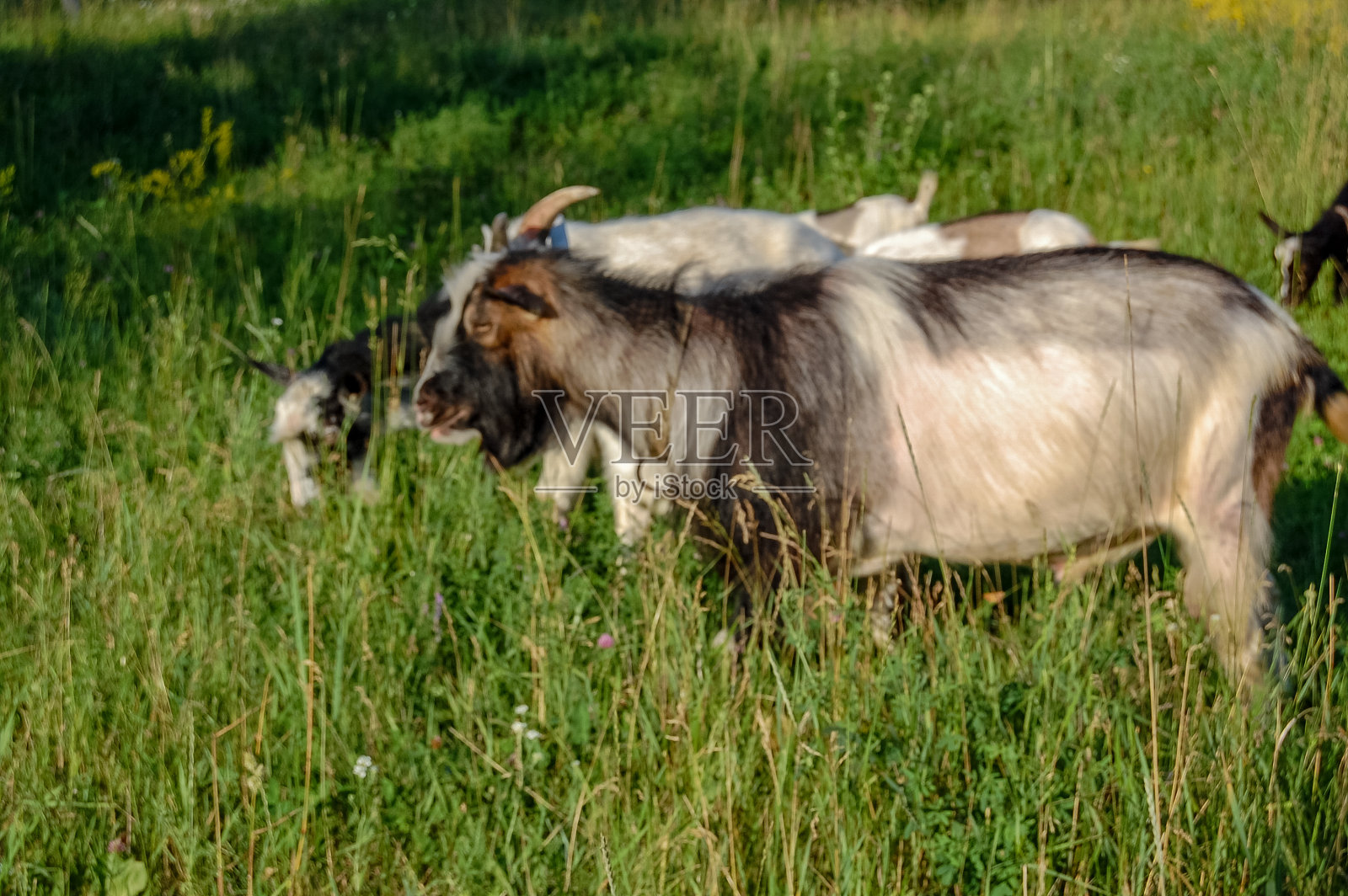 在草地上吃草的山羊照片摄影图片
