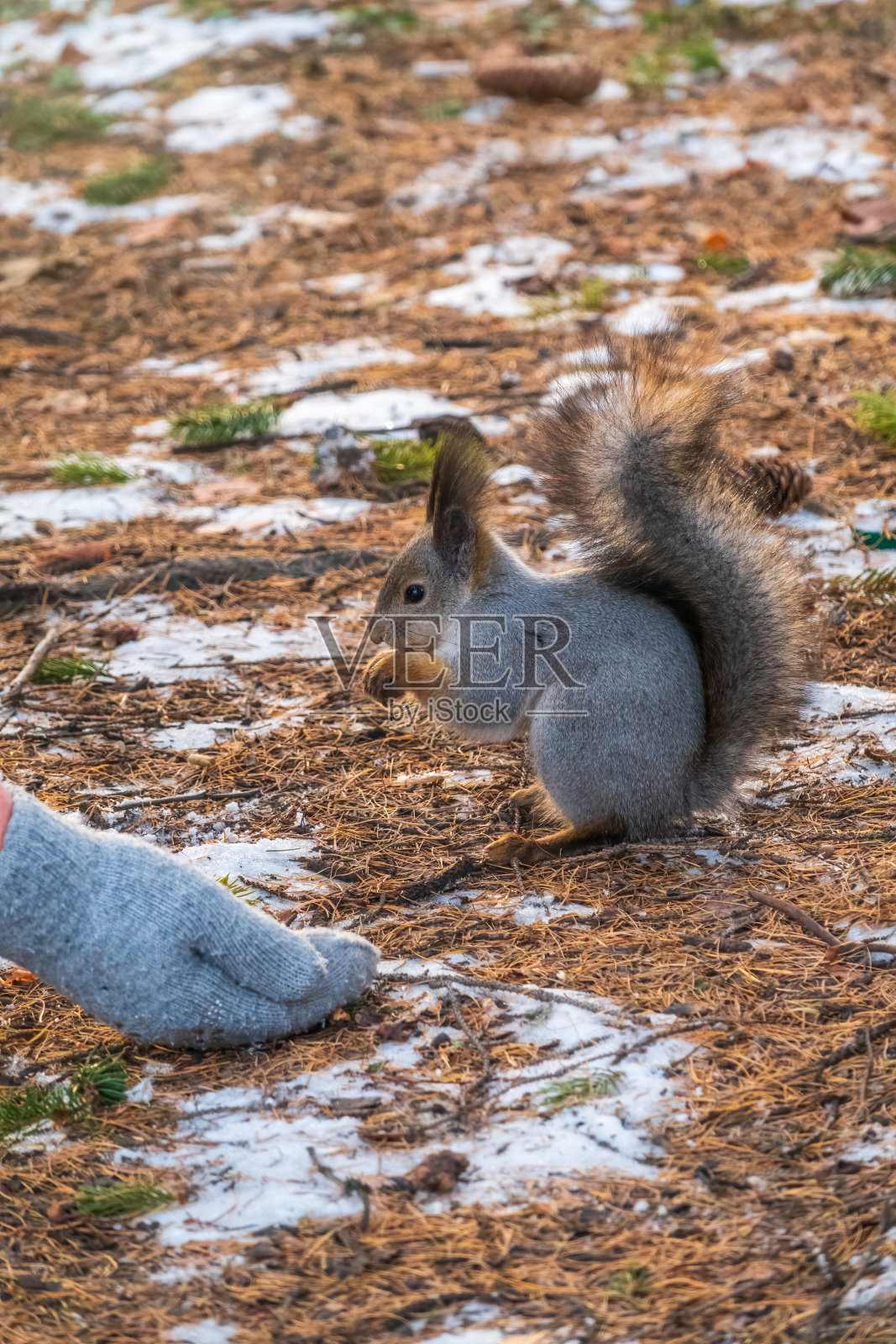 松鼠在冬天或秋天从人的手上吃坚果。在冬天或秋天照顾动物。照片摄影图片