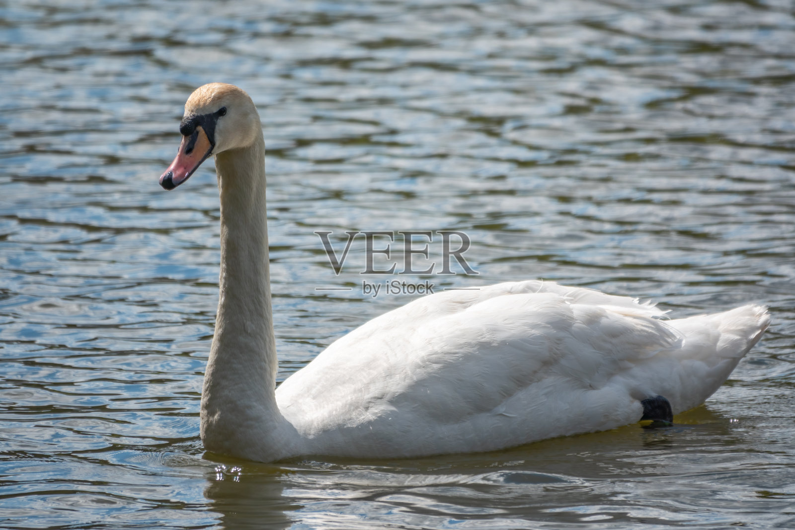 一只优雅的白天鹅在墨绿色的湖面上游泳。白天鹅倒映在水中照片摄影图片