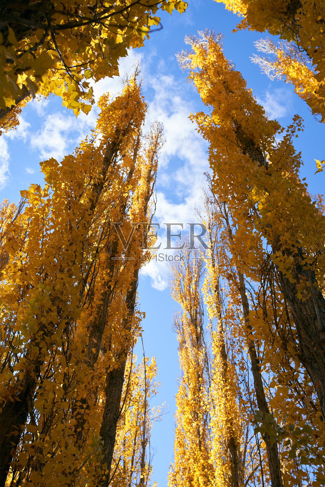 从下面看到秋天的色彩照片摄影图片