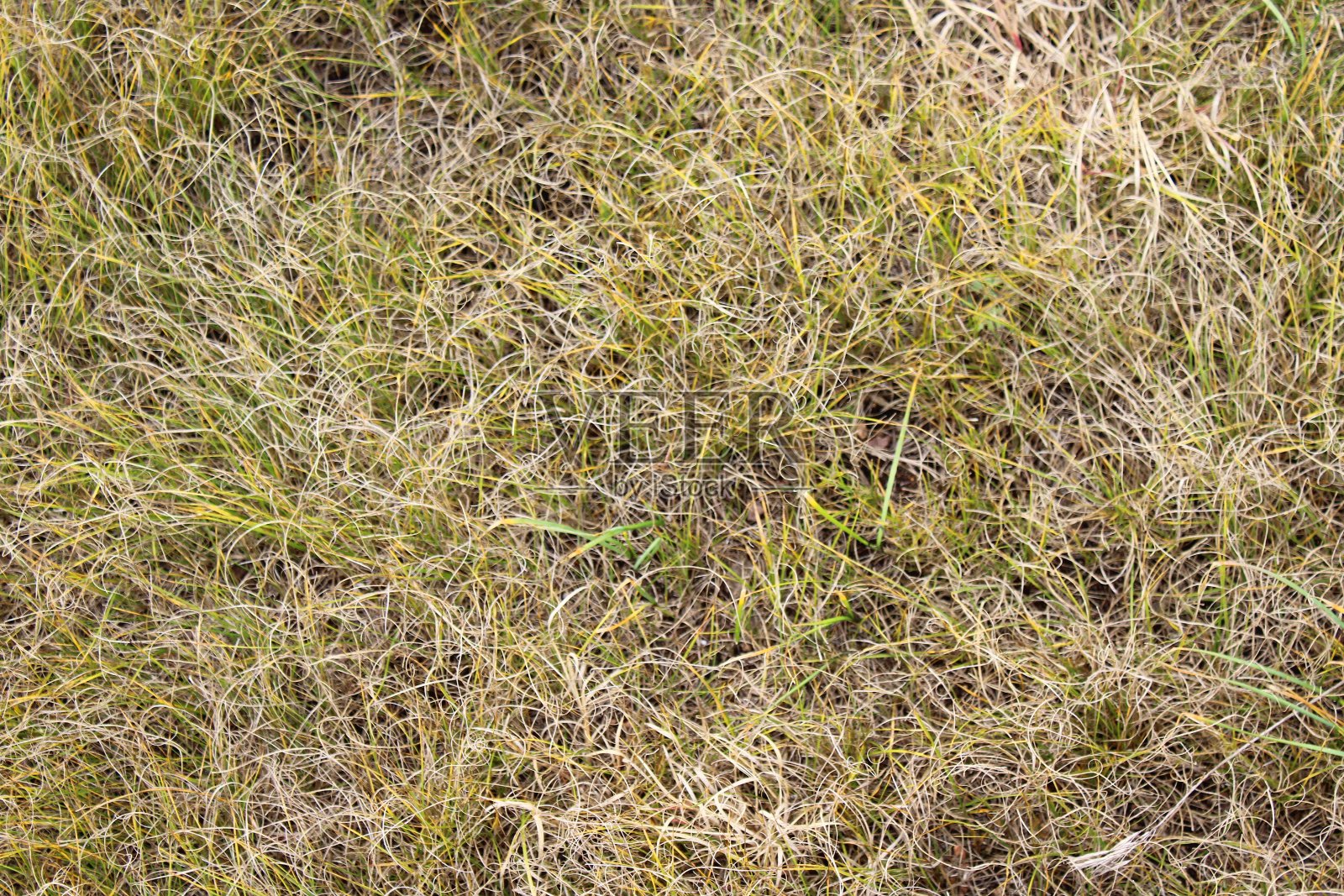 草地上的秋草照片摄影图片