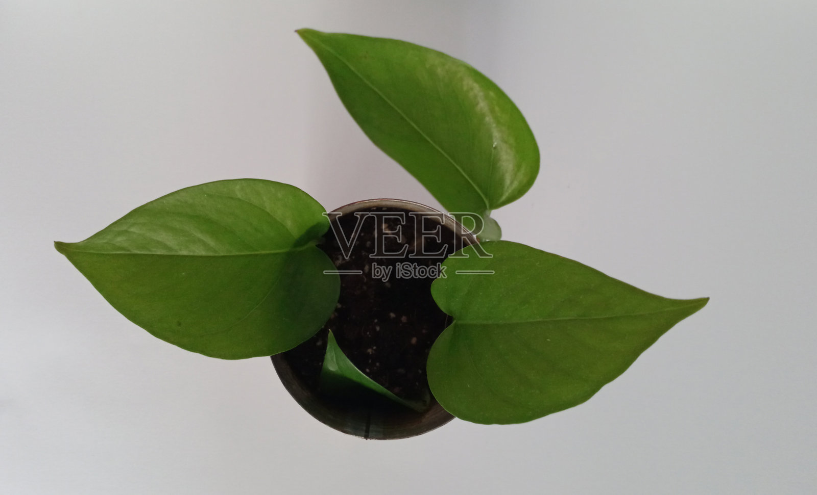 铁锅常青盆栽植物照片摄影图片