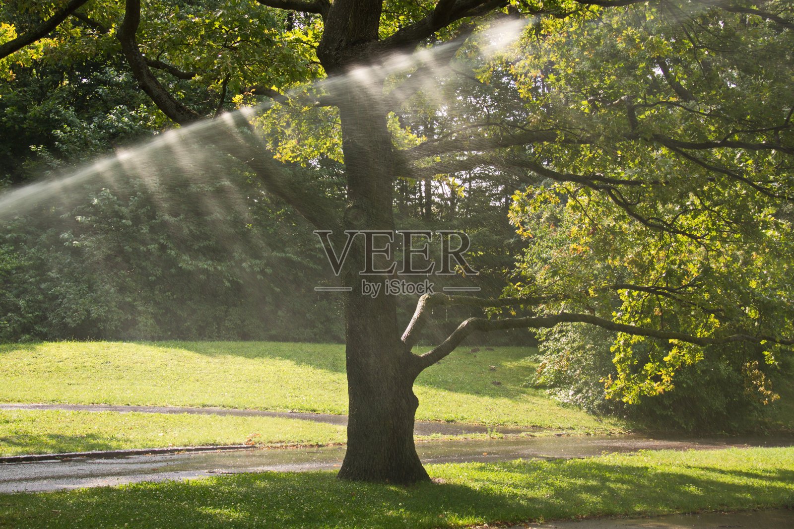 灌溉在奥伯拉温泉公园在维也纳，奥地利，欧洲照片摄影图片