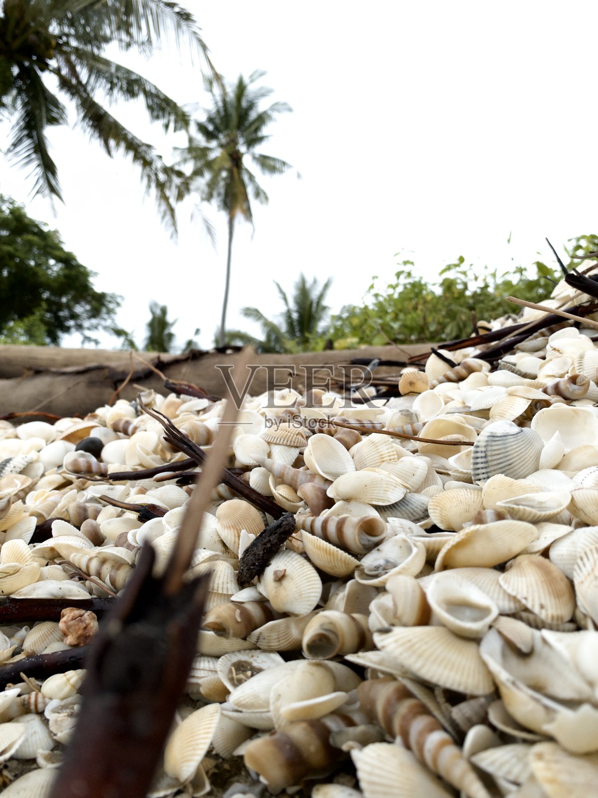 壳牌照片摄影图片