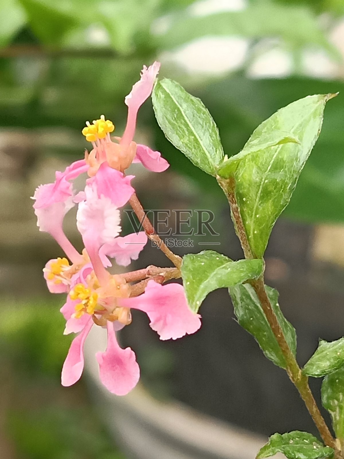 美丽的窄粉红色花照片摄影图片