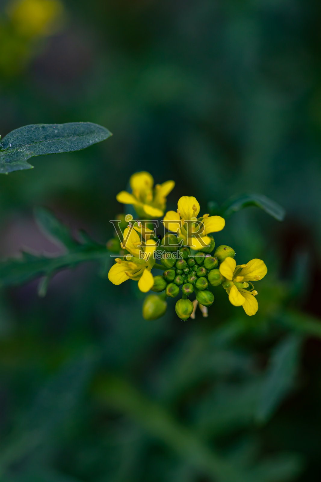 水陆两栖花在田间生长，近距离观察照片摄影图片