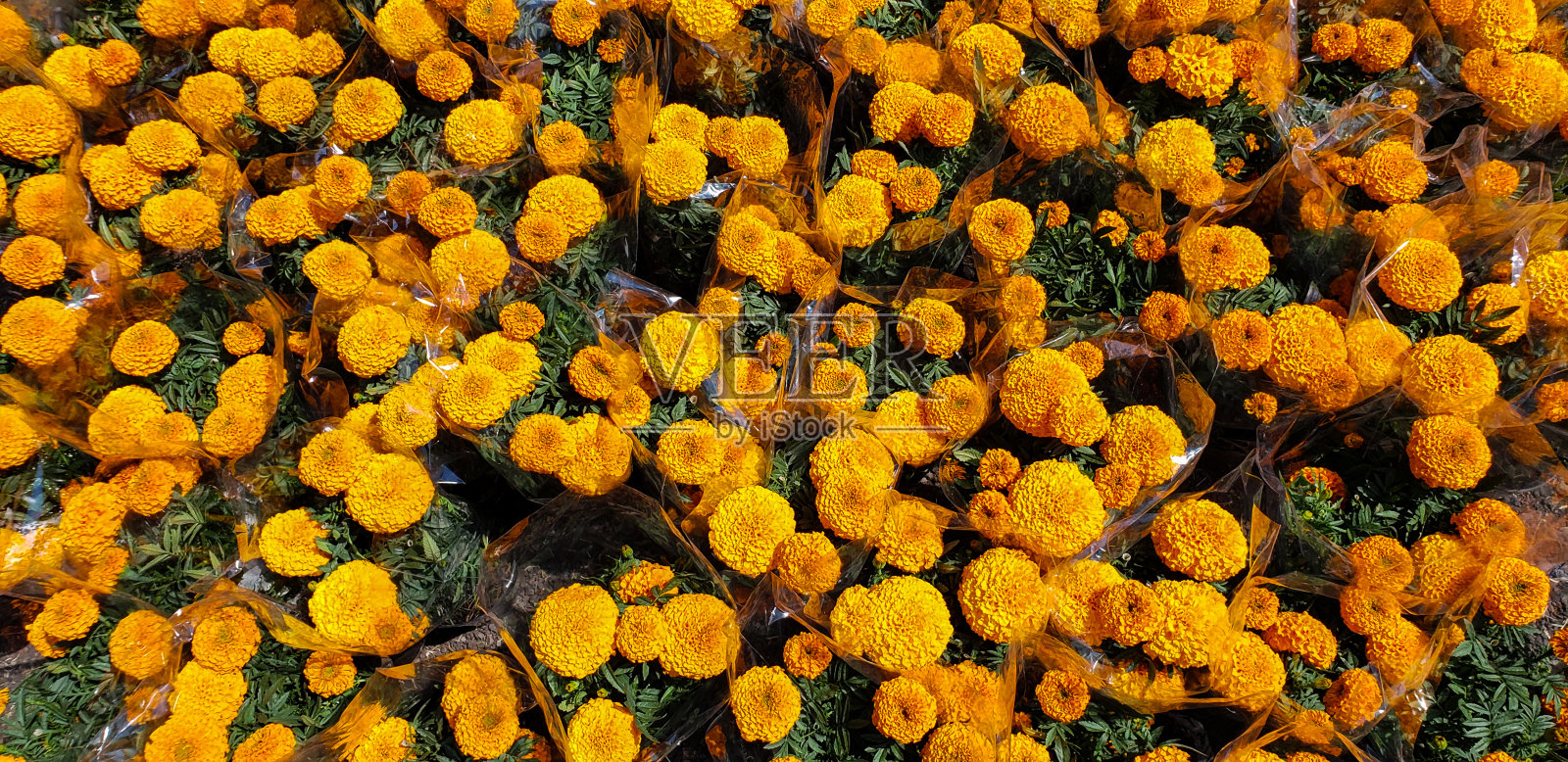 墨西哥的南瓜花照片摄影图片