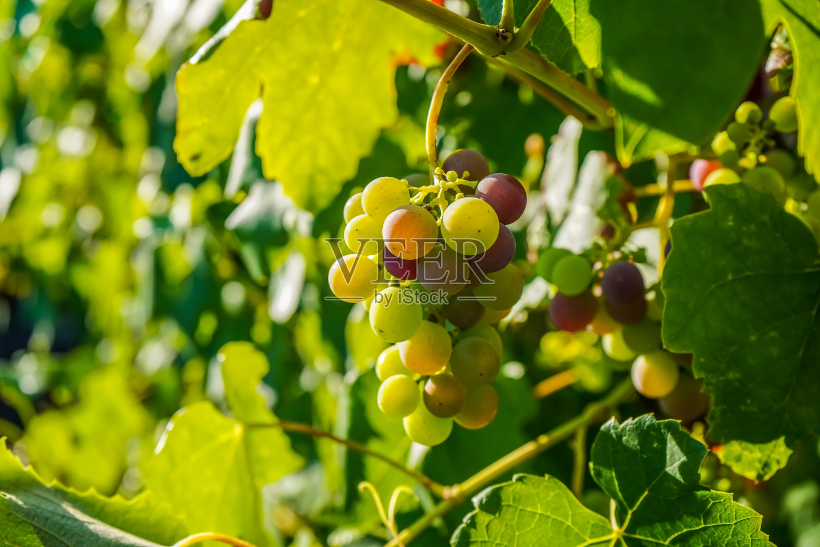 一些漂亮的正在生长的葡萄。照片摄影图片