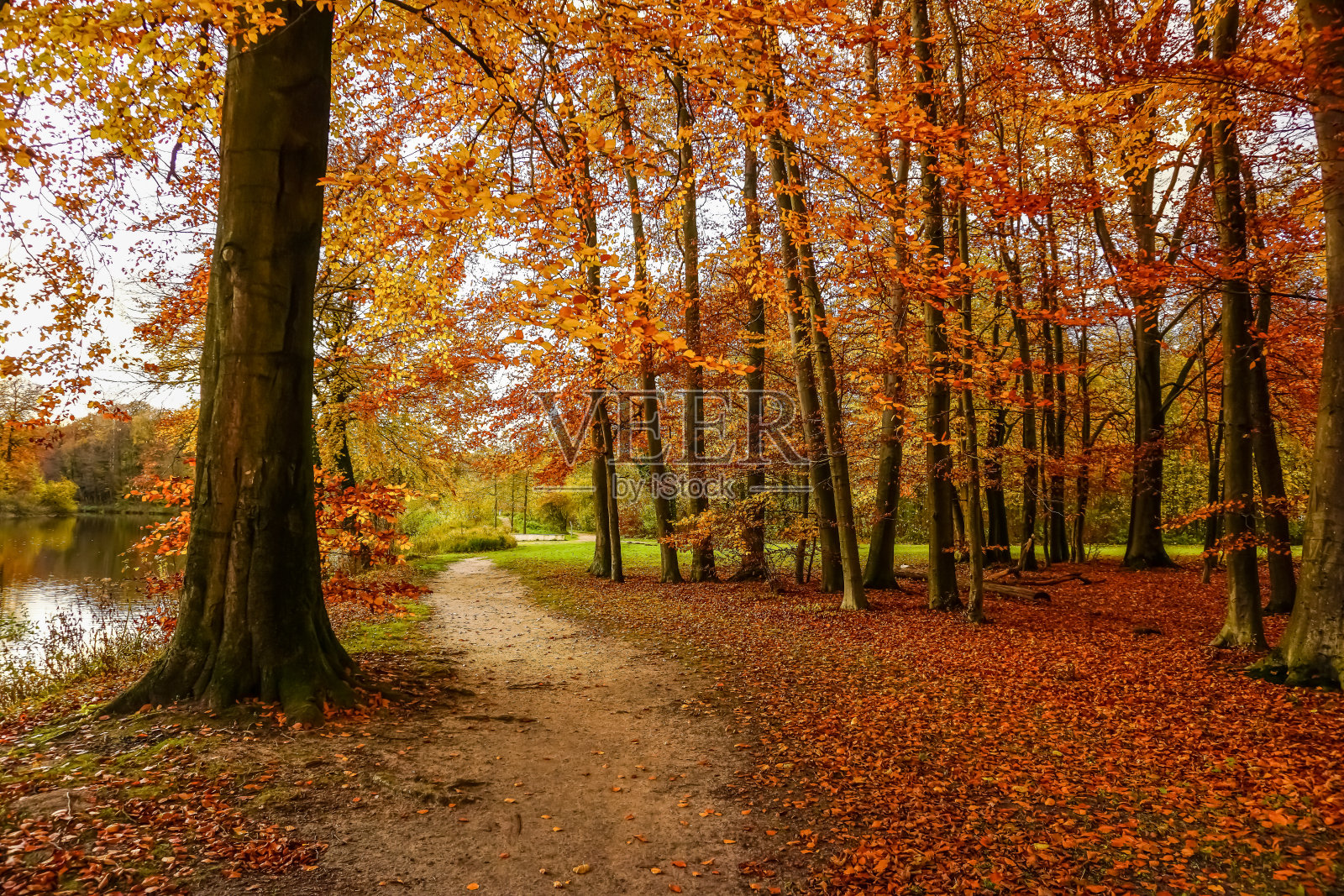 秋天，一条穿过湖边森林的小路。照片摄影图片