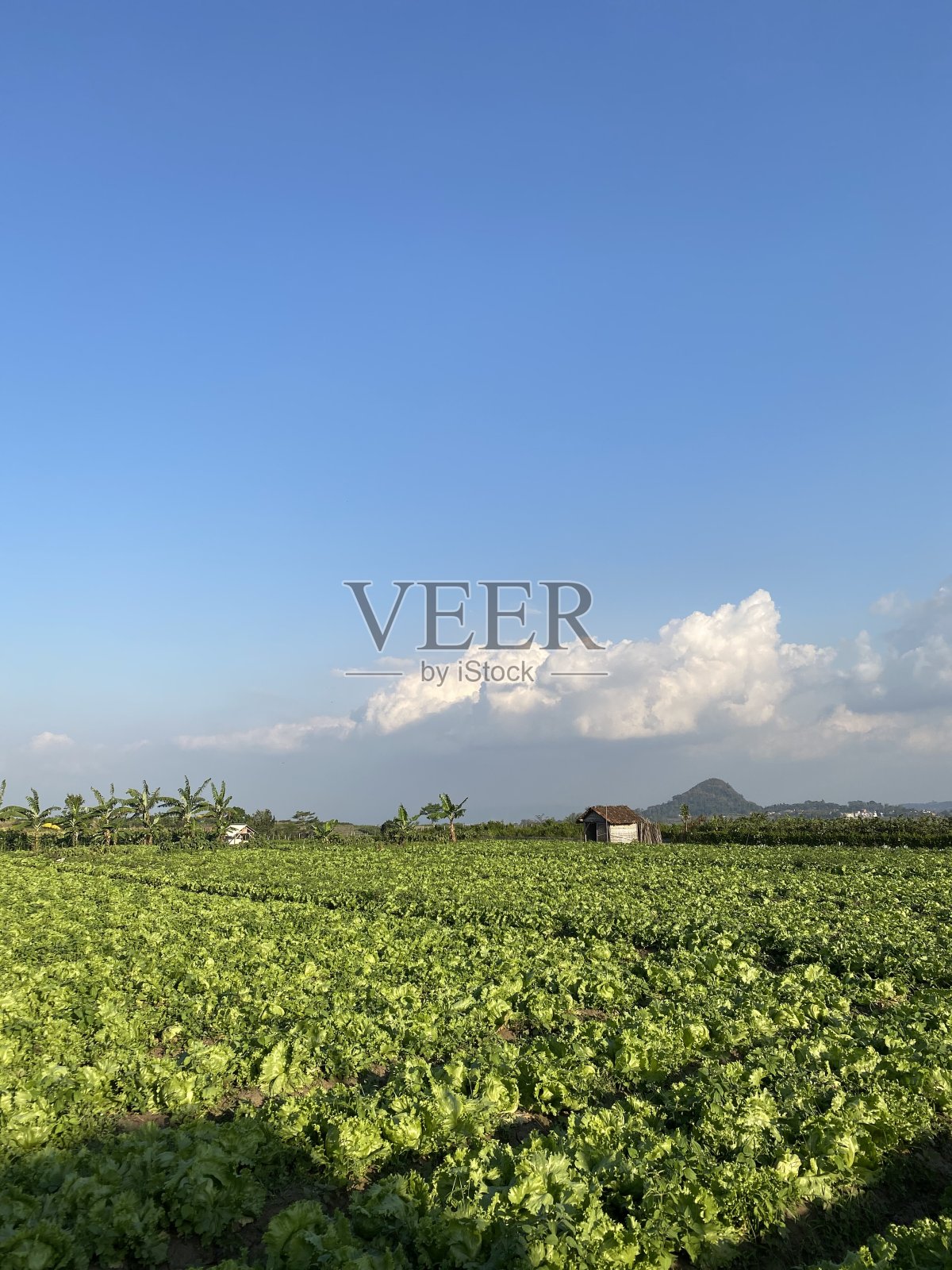 菜园照片摄影图片