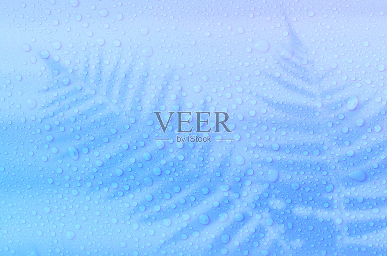 水珠在柔和的背景与蕨影照片摄影图片