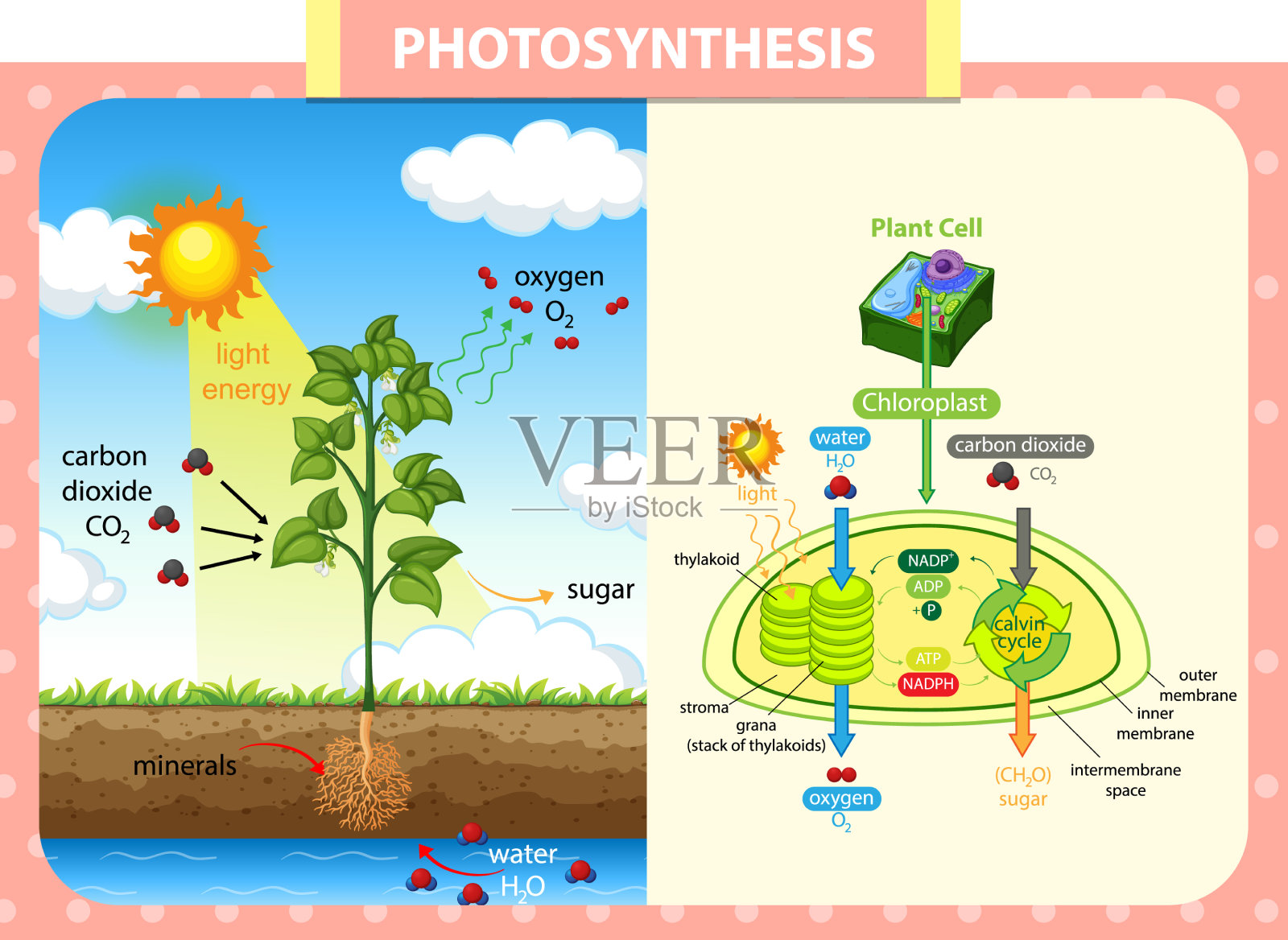 植物光合作用过程的图示插画图片素材