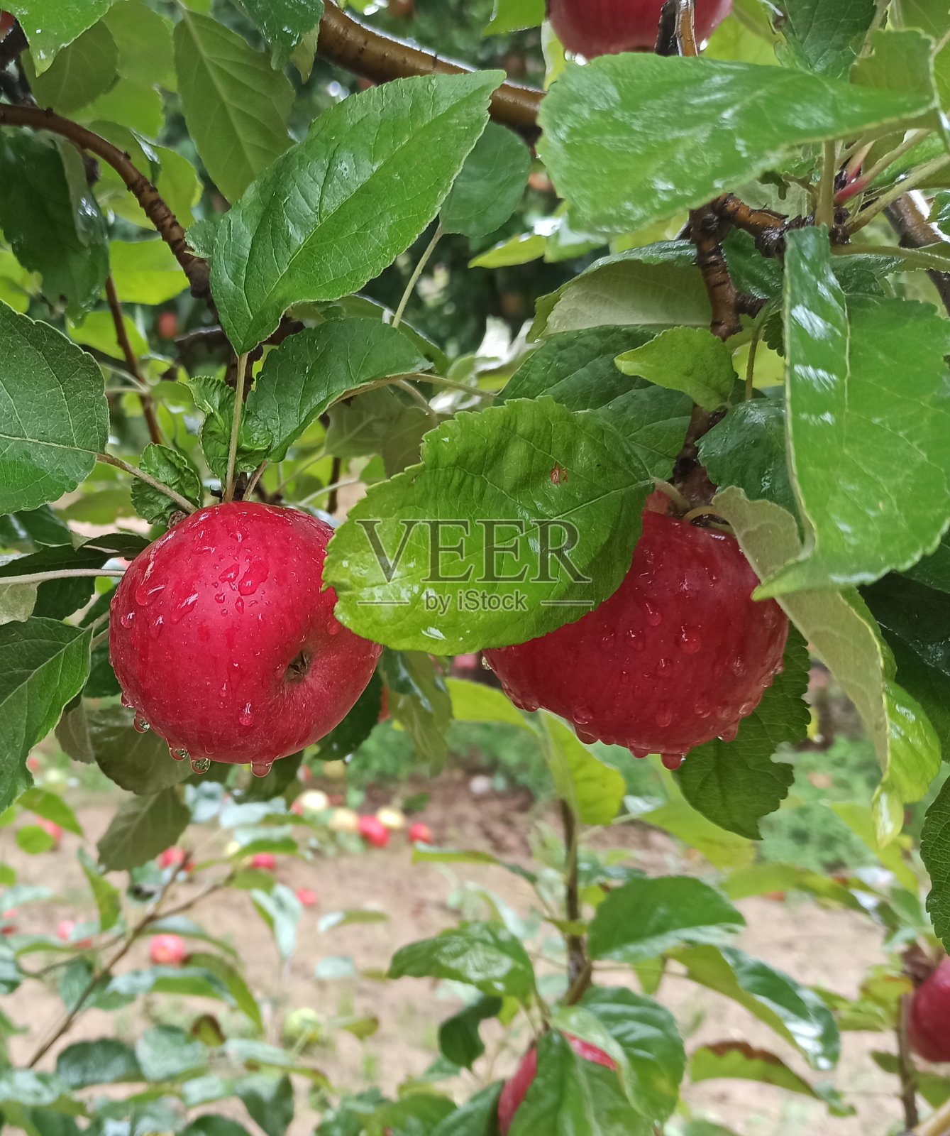 雨后成熟的苹果在果园里准备收获照片摄影图片