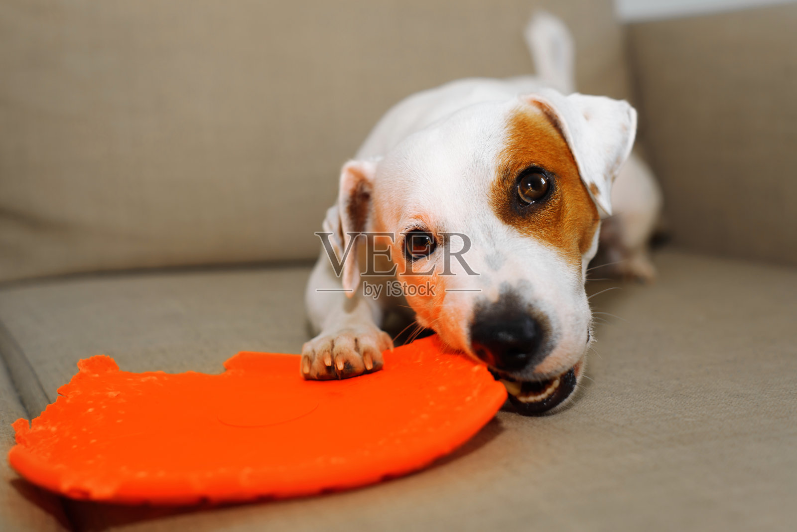 狗狗躺在家里的沙发上玩玩具盘的肖像。可爱的杰克罗素梗看着相机的特写镜头照片摄影图片