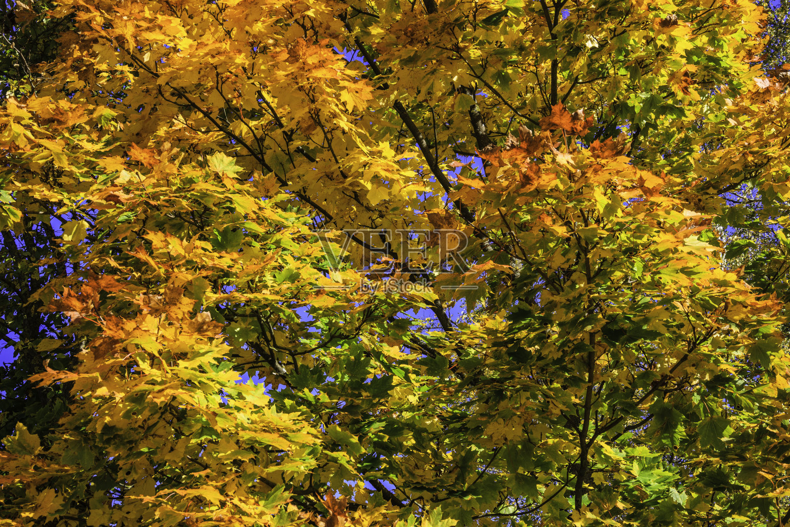 秋天树上的黄色、绿色和红色叶子照片摄影图片