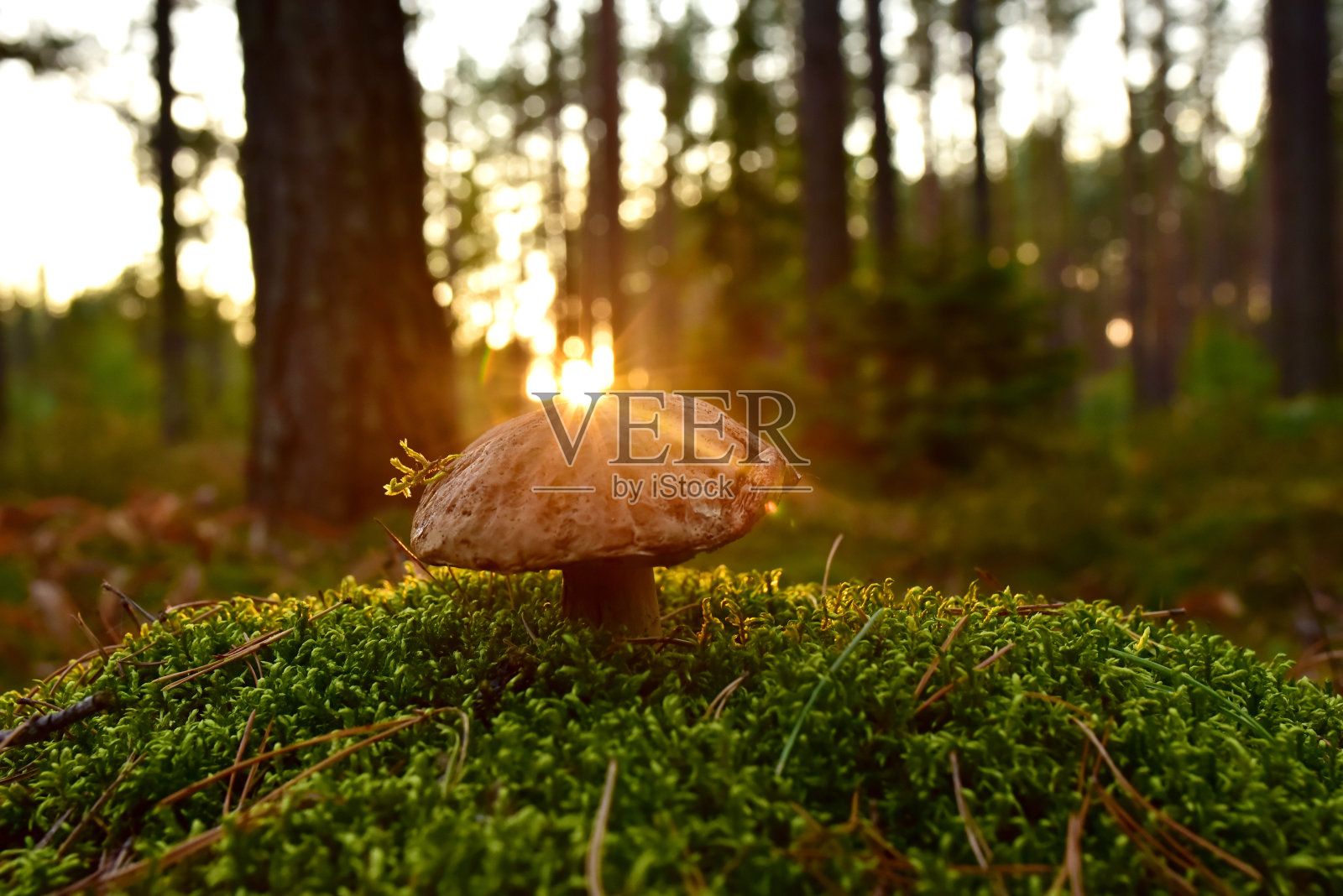 在蘑菇收获季节森林中的牛肝菌。照片摄影图片