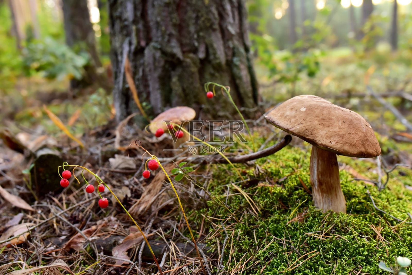 秋季食用牛肝菌在森林。照片摄影图片