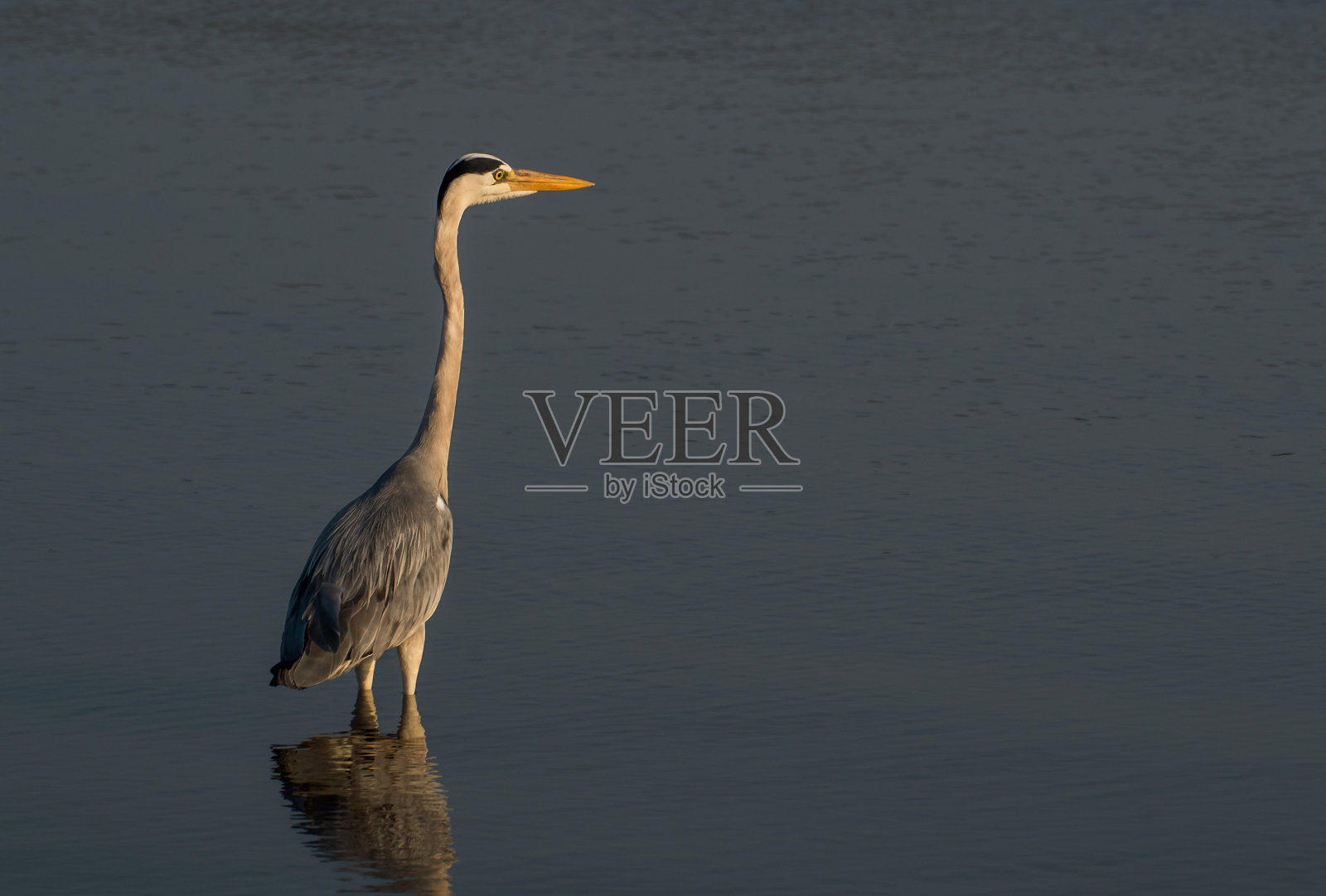 苍鹭站在水中照片摄影图片