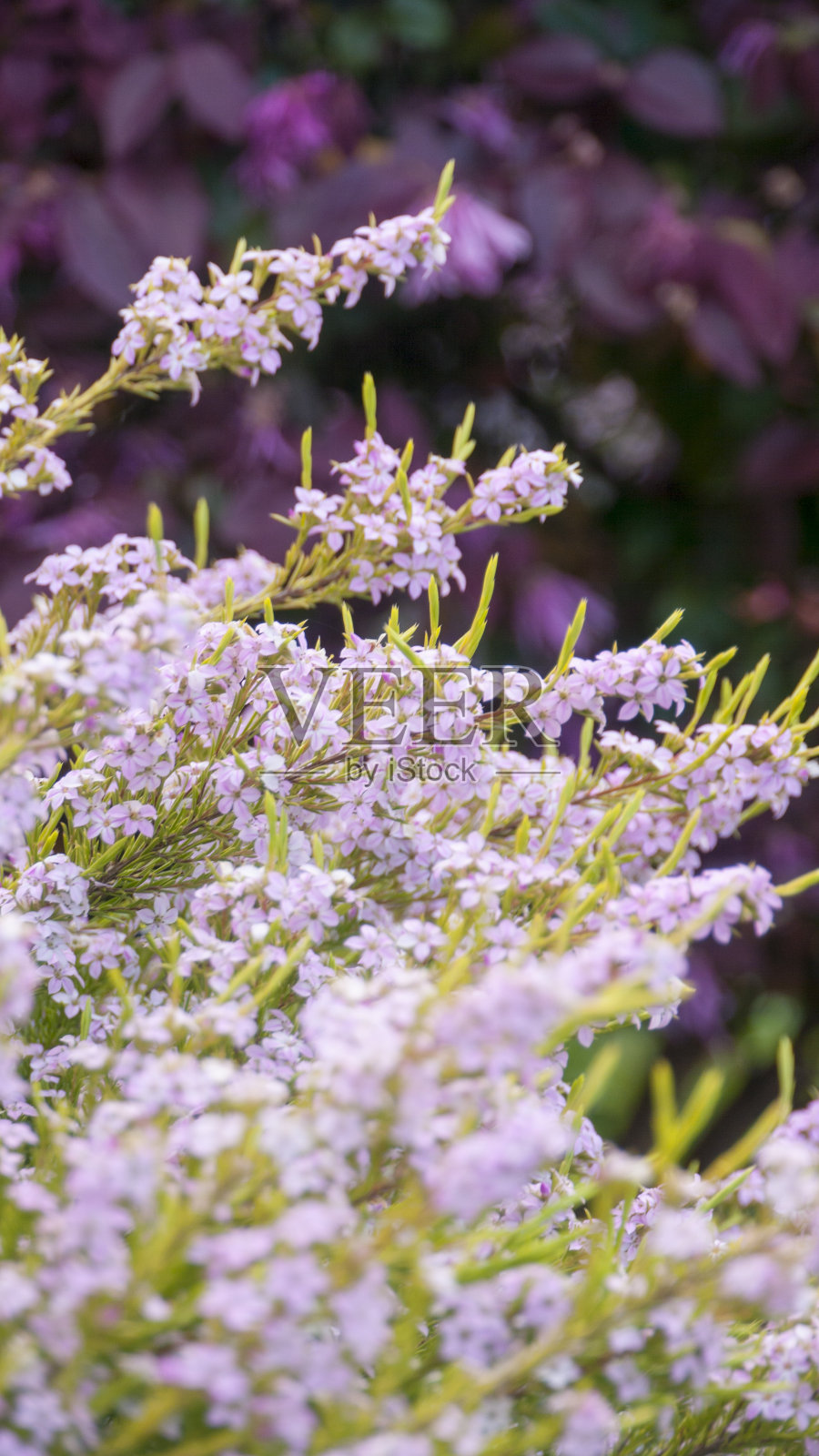 开紫色和白色花的灌木照片摄影图片