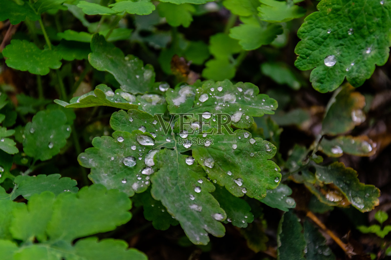 库存摄影图像的花，植物，玫瑰，雨滴，街灯和松树，关闭。照片摄影图片