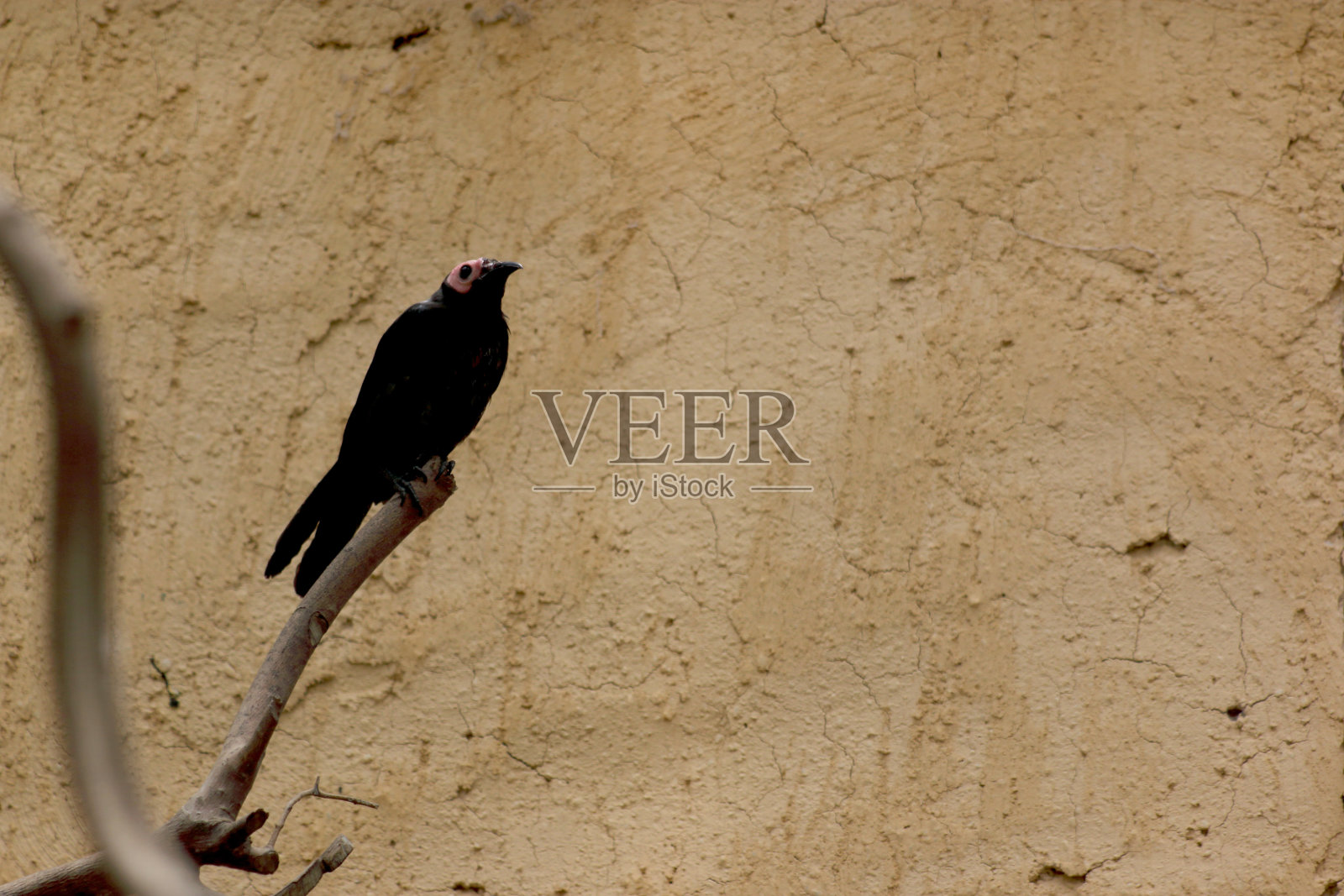 科尔托迈纳照片摄影图片