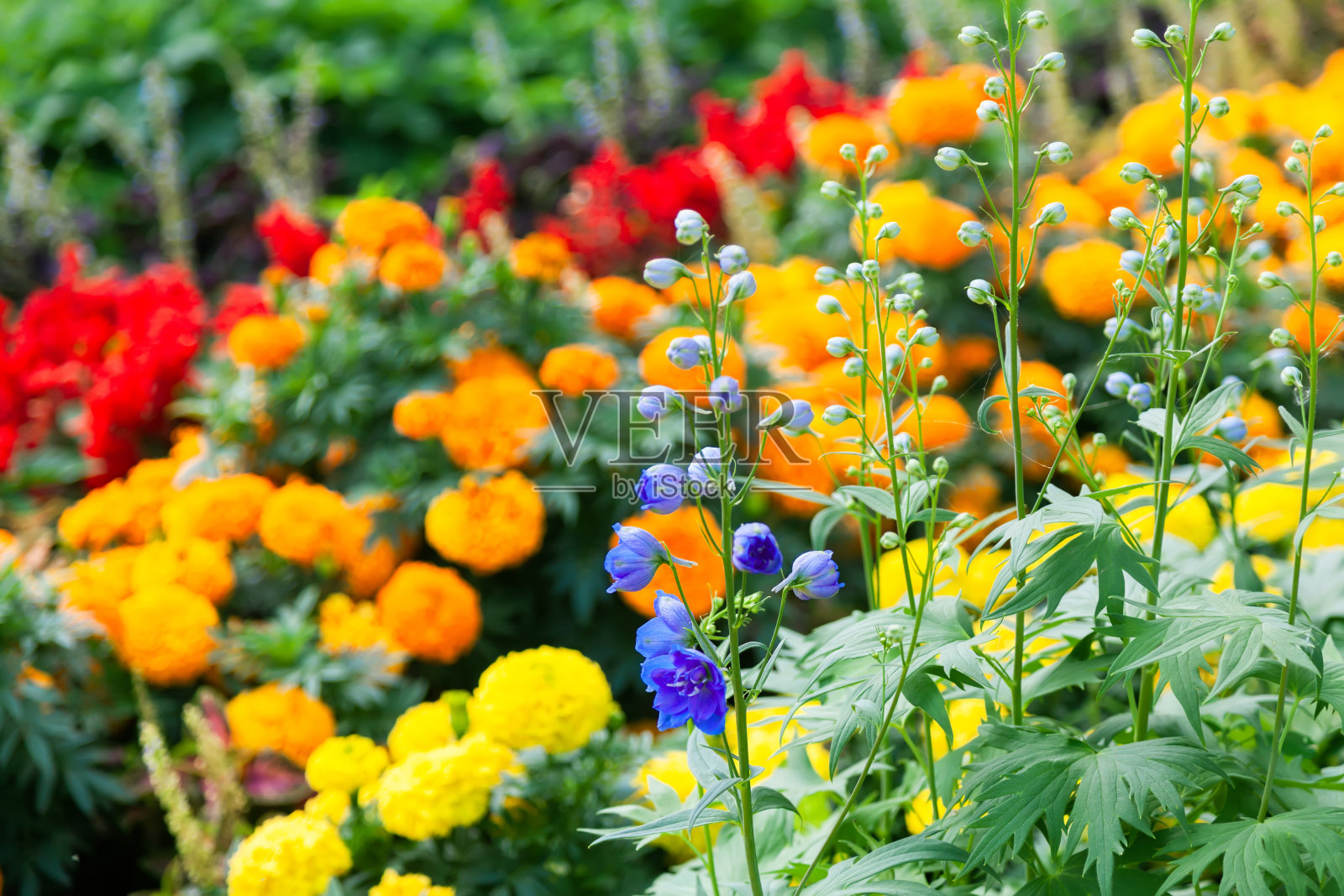 蓝色的飞燕草的花照片摄影图片