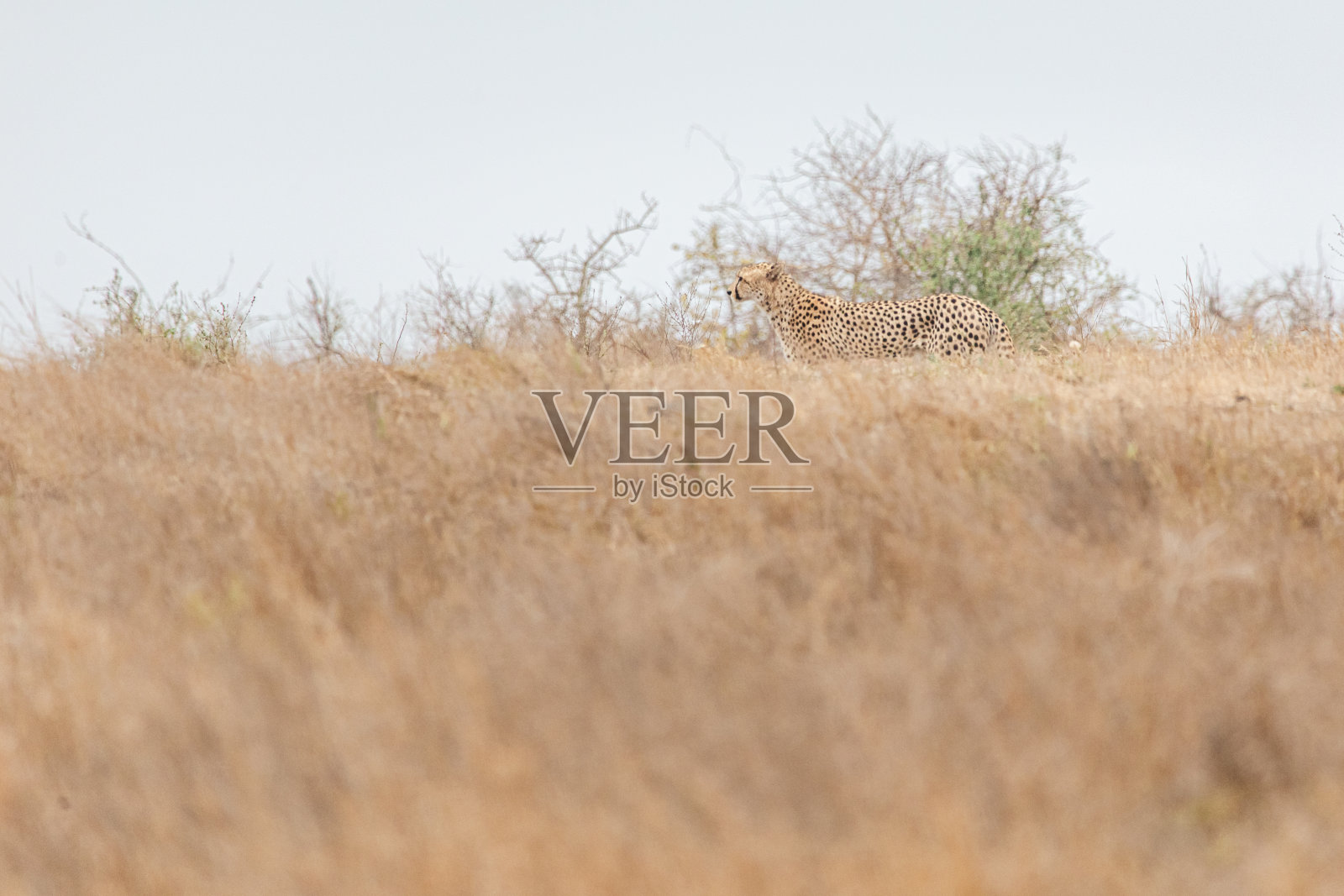 猎豹在克鲁格照片摄影图片