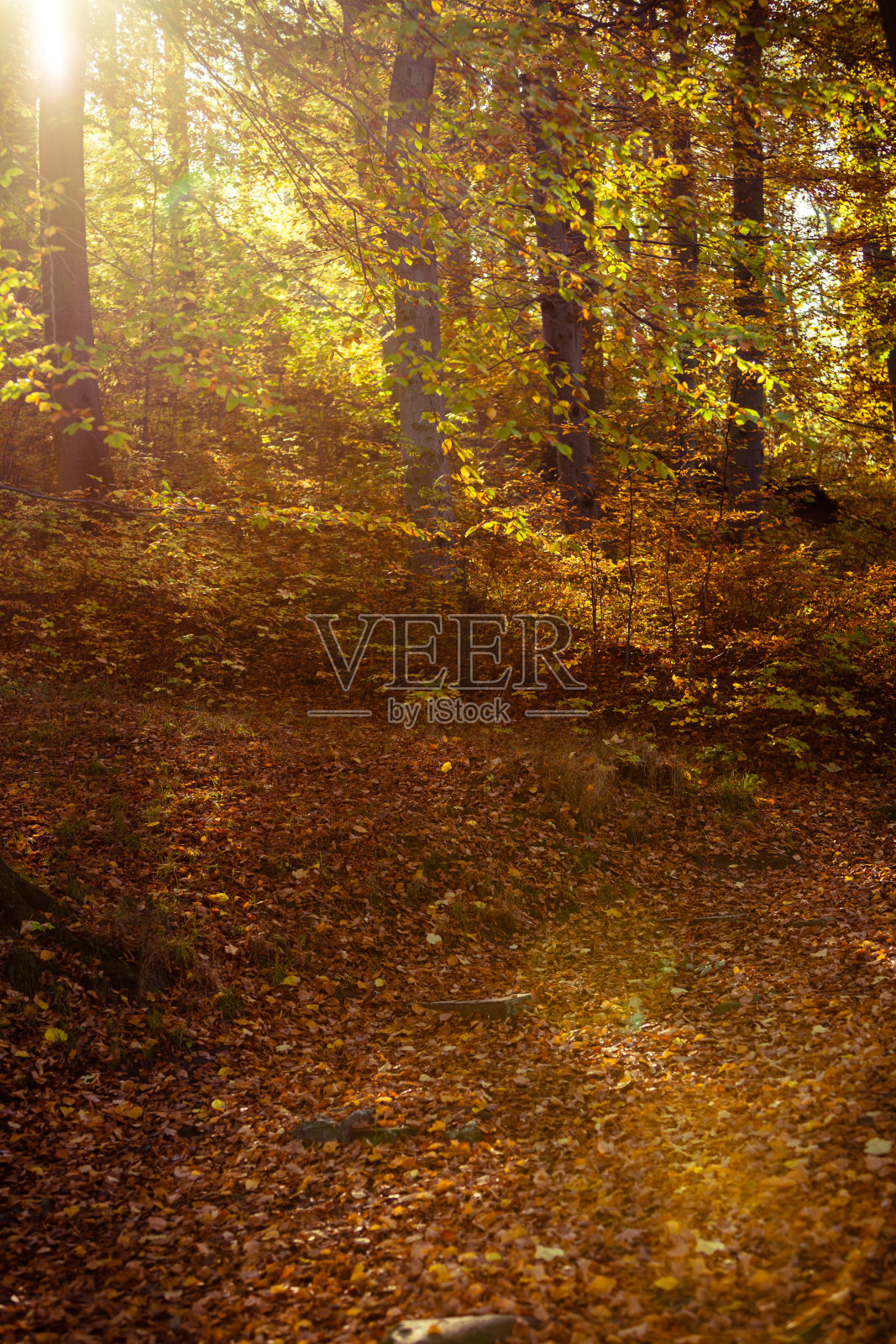 阳光穿过公园里的树木照片摄影图片