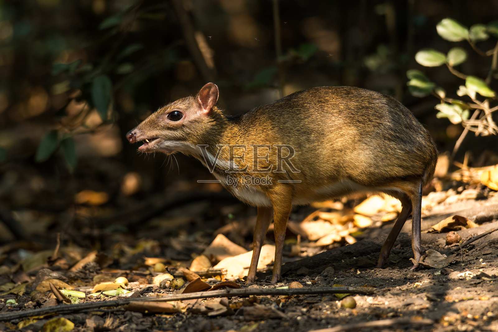 一只小鼠鹿正在吃掉落的水果照片摄影图片