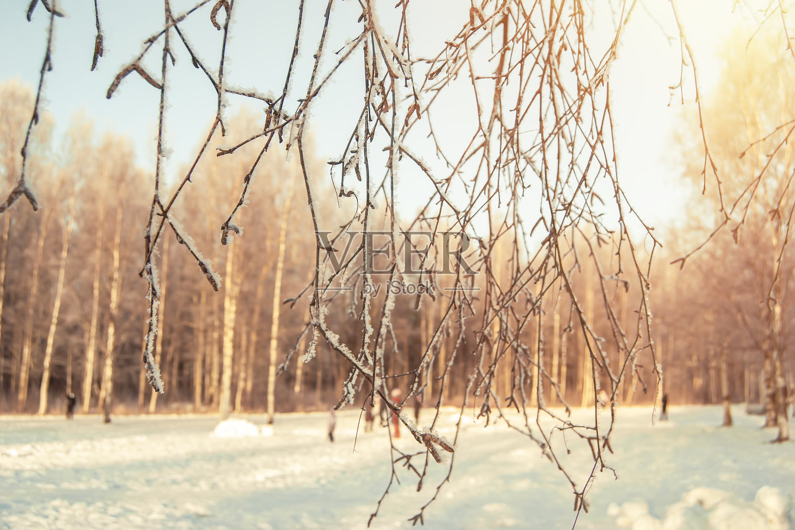 灌木和树木的枝头，冬天覆盖着冰冷的白霜，衬着蓝天。冬日森林里阳光灿烂的一天。白雪覆盖的公园照片摄影图片