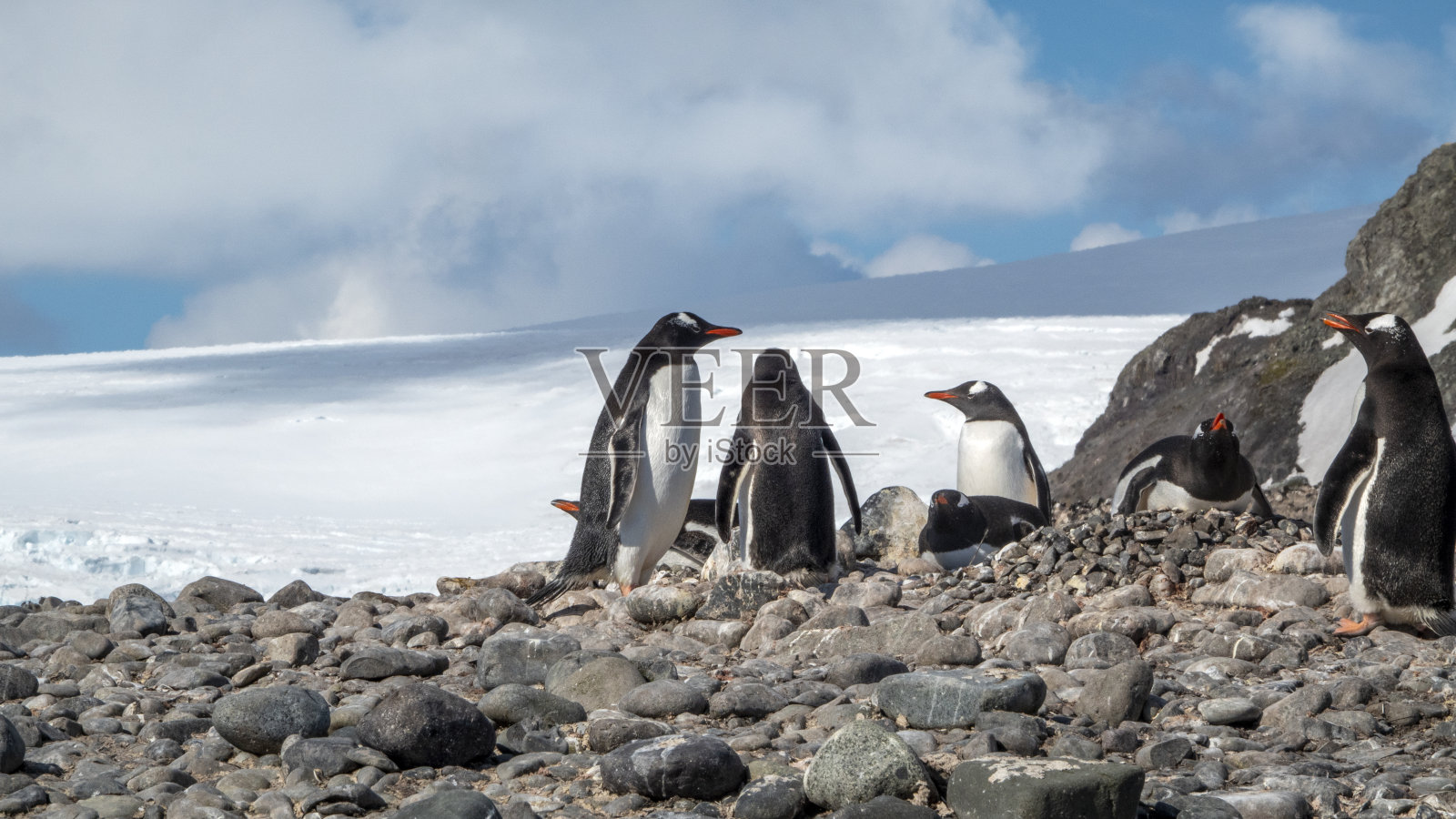 南极半岛上的帽带企鹅照片摄影图片