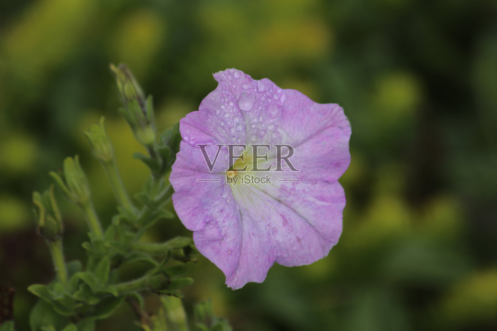 牵牛花的花照片摄影图片