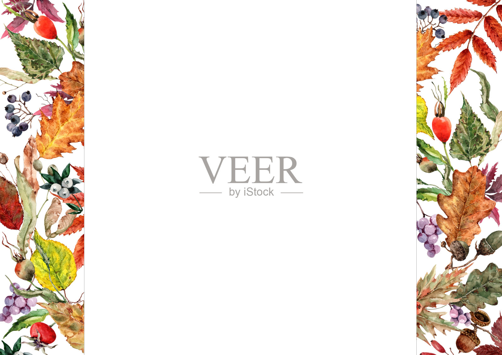 垂直架秋叶橡树，杨树，玫瑰果，橡子，菩提树，野葡萄的浆果。五彩缤纷的点缀馈赠秋天。手绘水彩白色背景。插画图片素材