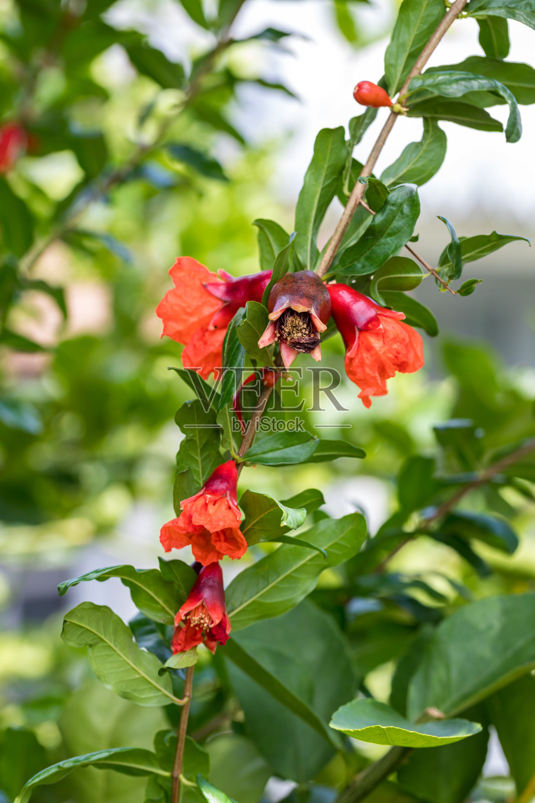 树枝上的小石榴。小石榴果实在绿色的小树枝上。不寻常的小石榴水果的性质照片摄影图片