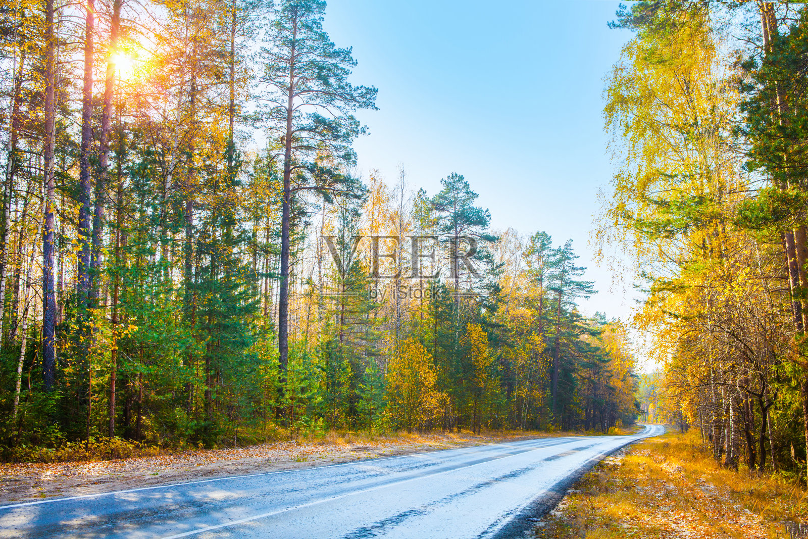 这条路穿过公园里秋天的森林照片摄影图片