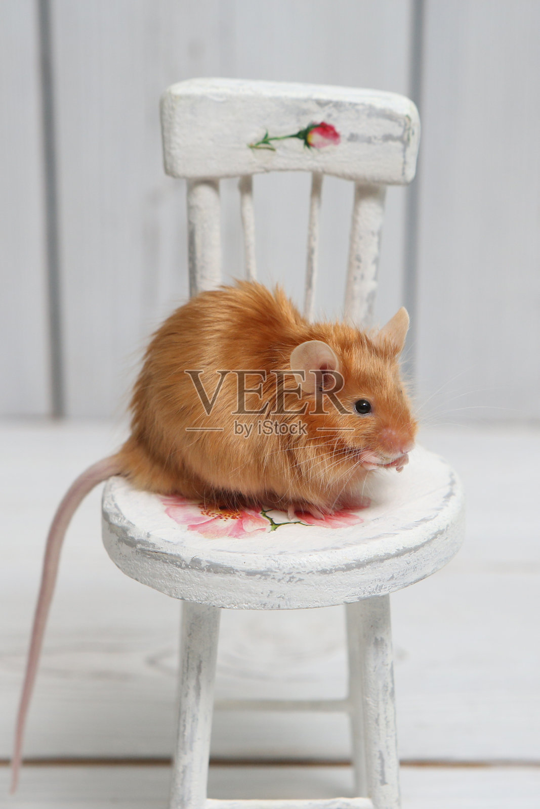 长毛红缎装饰小老鼠。家养动物，有趣的宠物。可爱的老鼠。白色背景上的红老鼠。装饰缎鼠标。微距照片的老鼠，宠物。安哥拉花缎鼠(雄)照片摄影图片