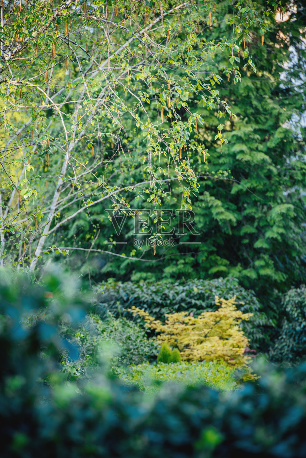 桦树花蕾春天传粉花园照片摄影图片