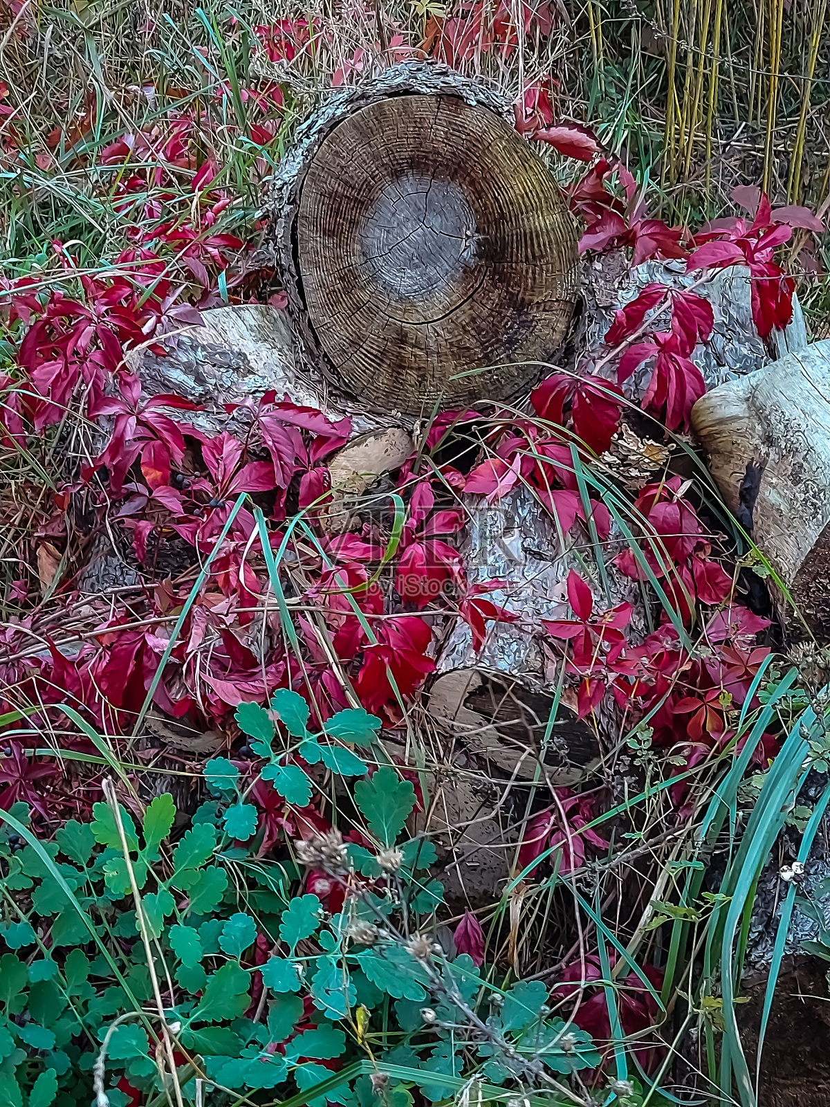 红色的叶子照片摄影图片