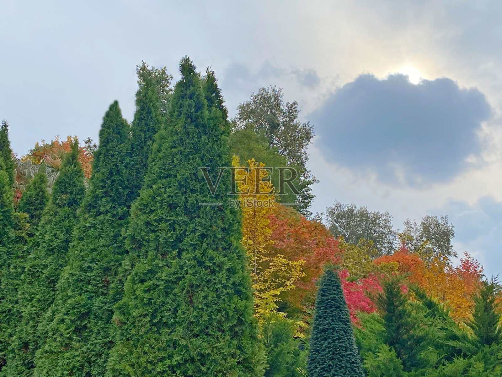 秋天公园美丽的风景在阴天。照片摄影图片