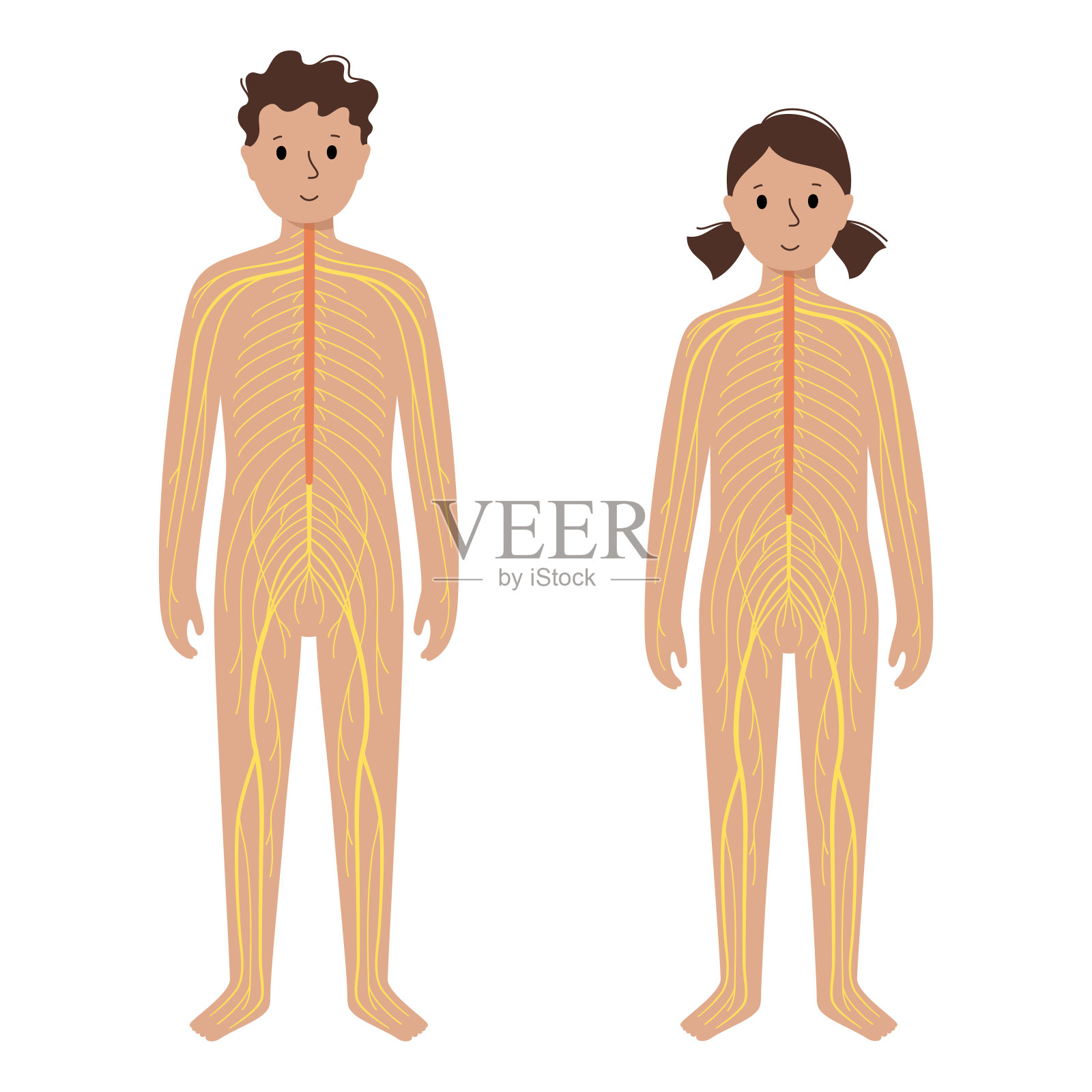 人类神经系统插画图片素材