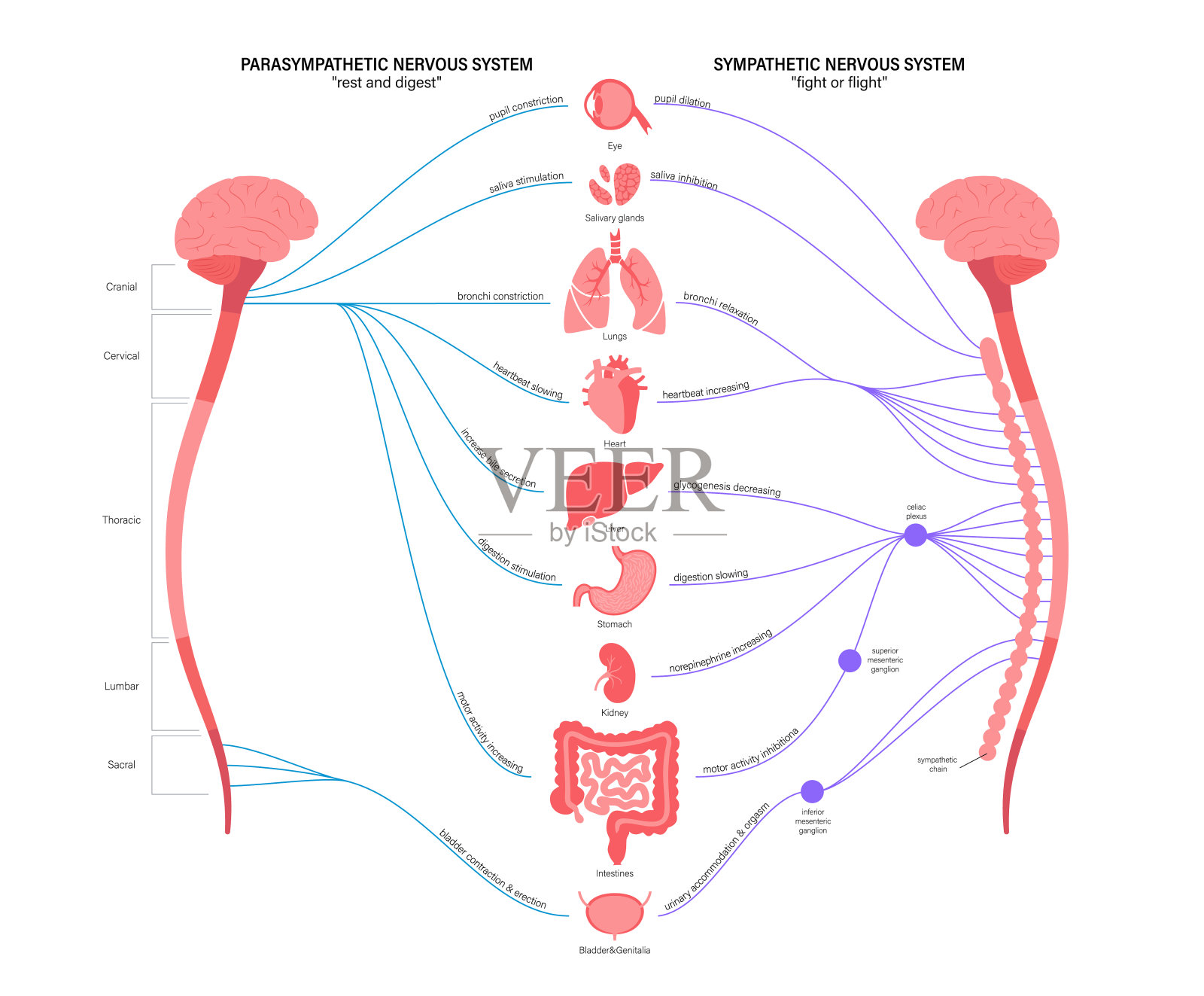 自主神经系统插画图片素材