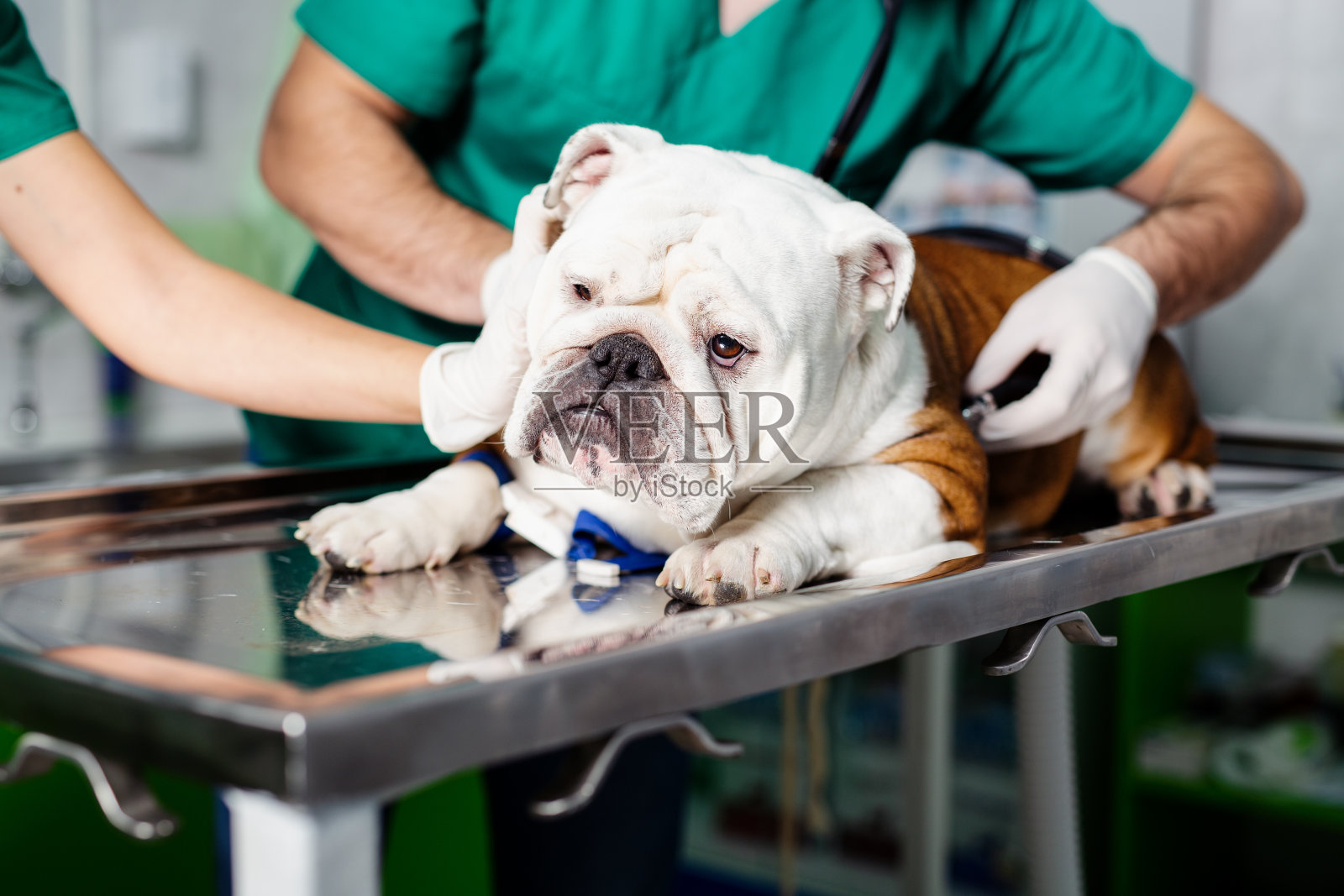 临床兽医用听诊器检查犬只照片摄影图片