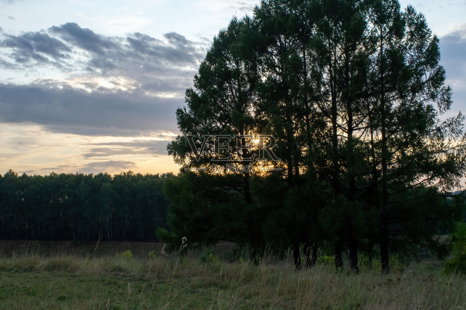日落时森林附近的一棵独立的树照片摄影图片