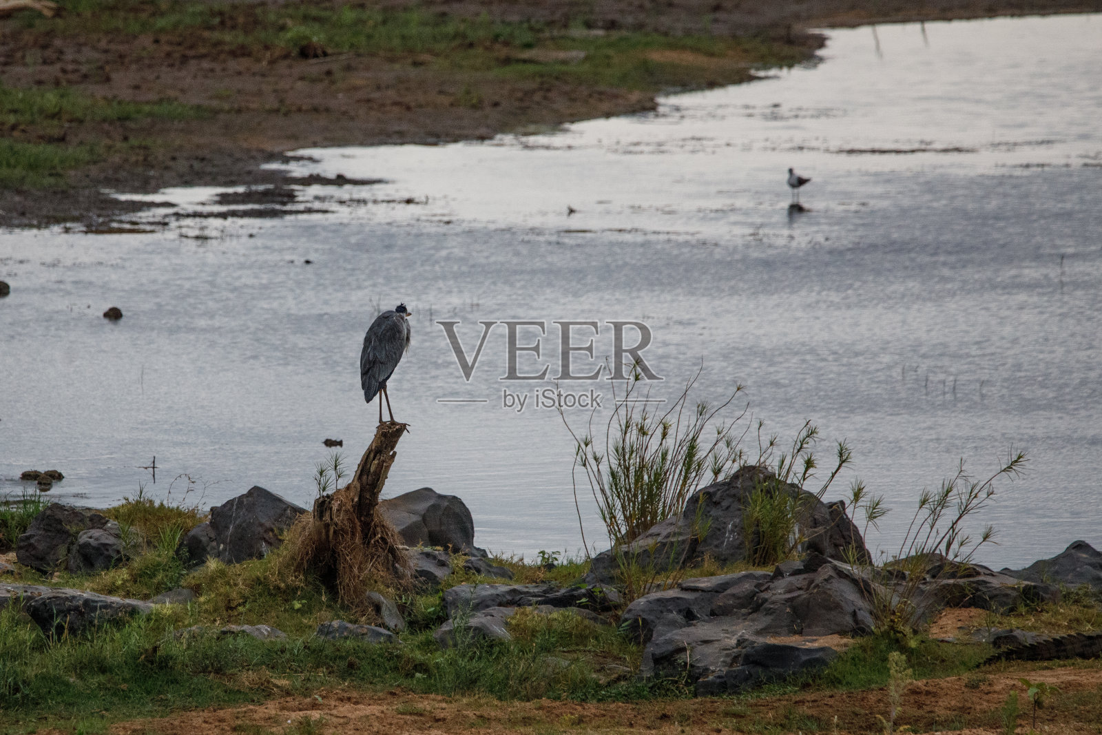在克鲁格国家公园观鸟;南非照片摄影图片